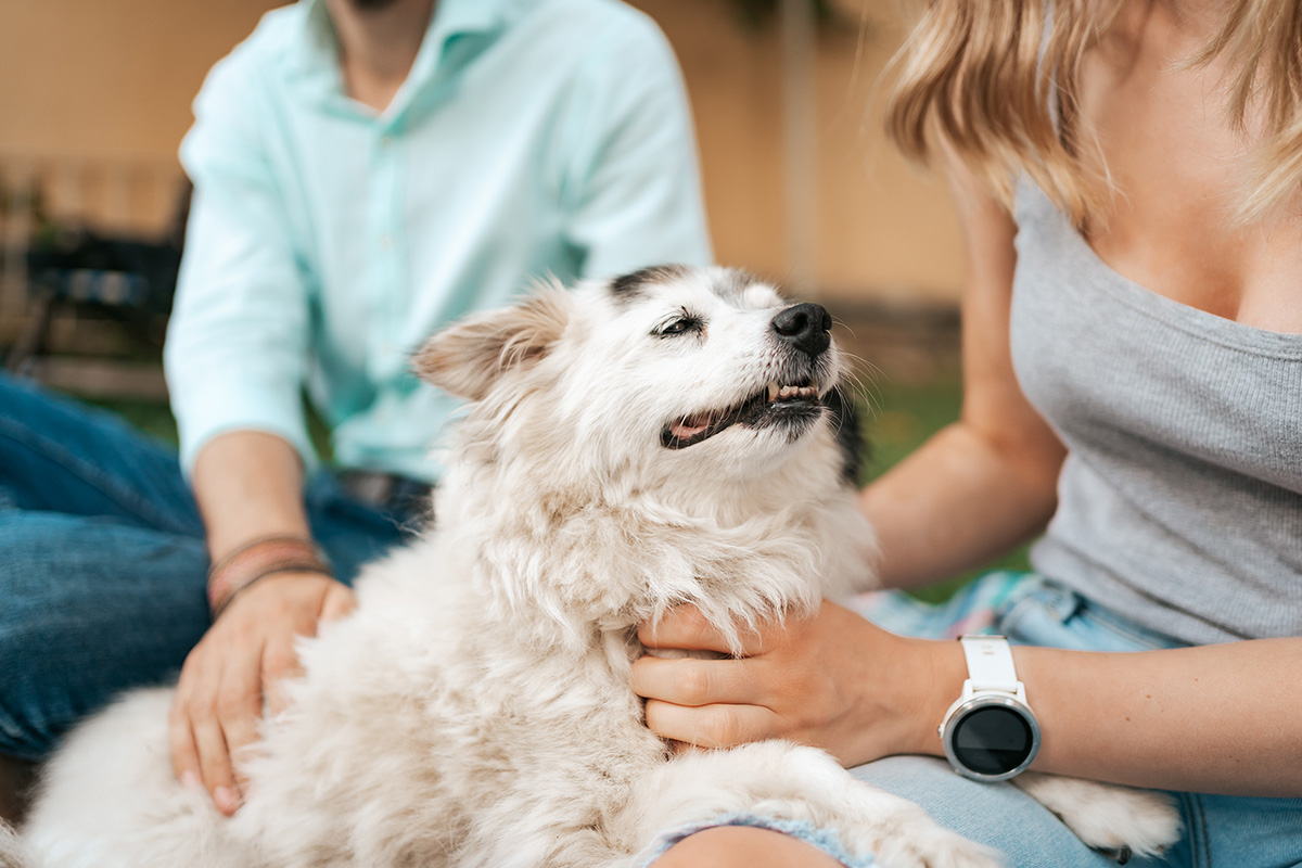 Cuidados para un perro con los que demostrarás tu amor