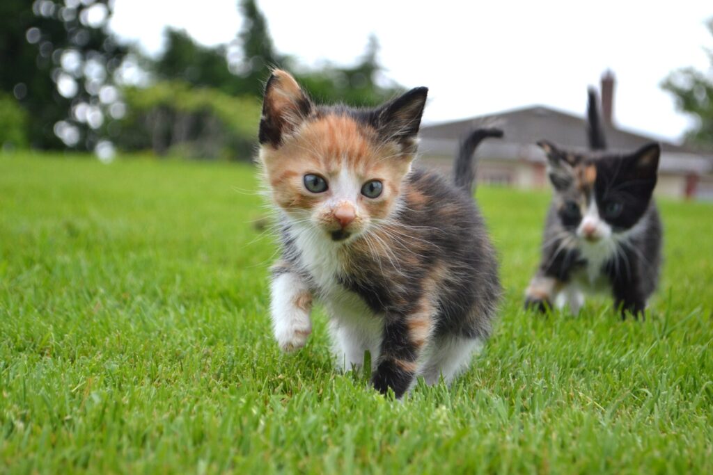 Promedio de vida de un gato: ¿qué tener en cuenta? | Belina