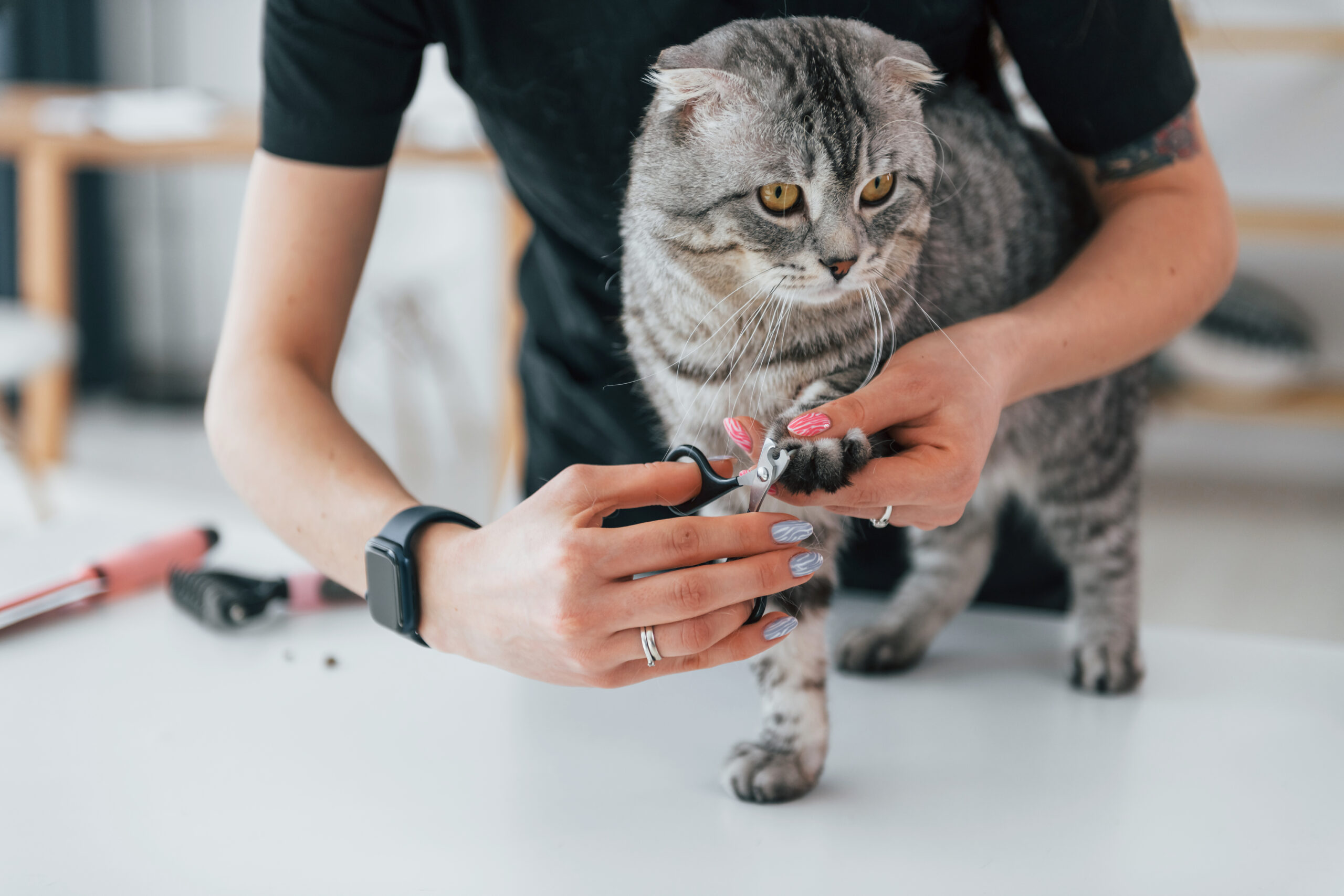Cómo cortarle las uñas a un gato: todo lo que debes saber