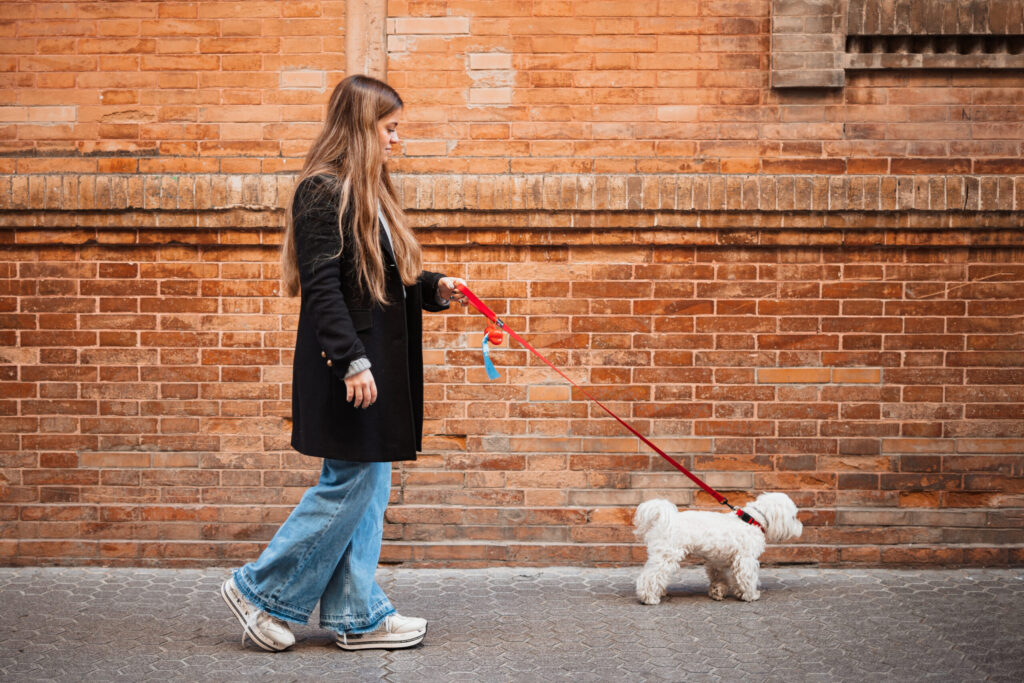 Pasear un perro: claves y beneficios para tu peludo | Belina