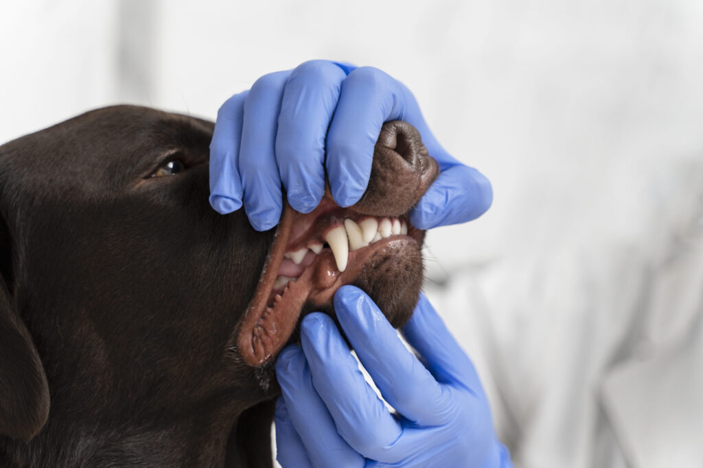 Dientes del perro: tips para mantenerlos saludables | Belina