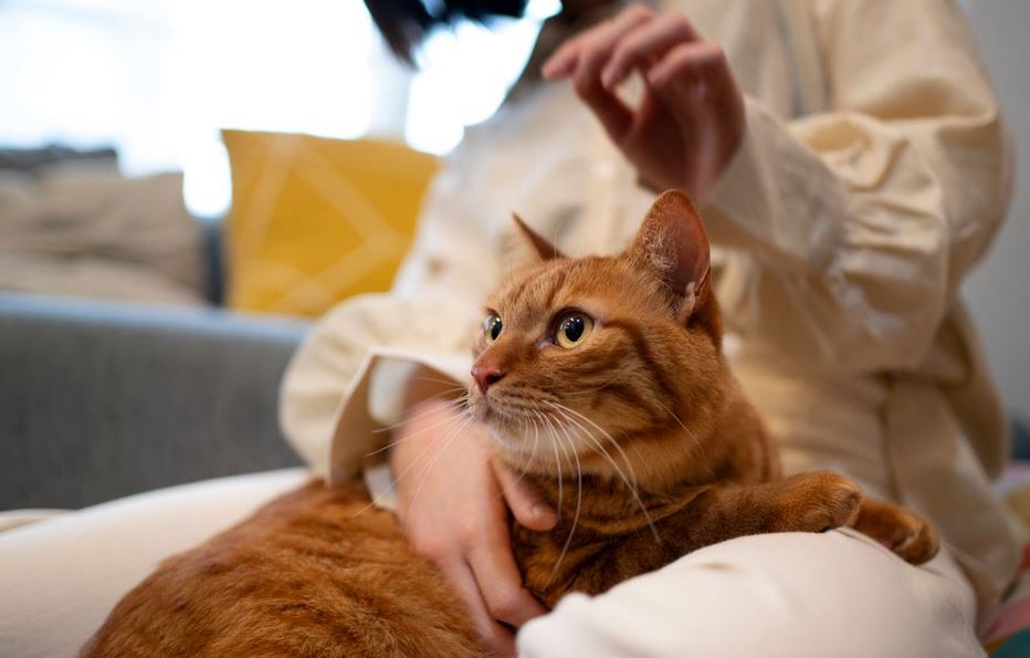 Parásitos en gatos: identificación y prevención | Belina