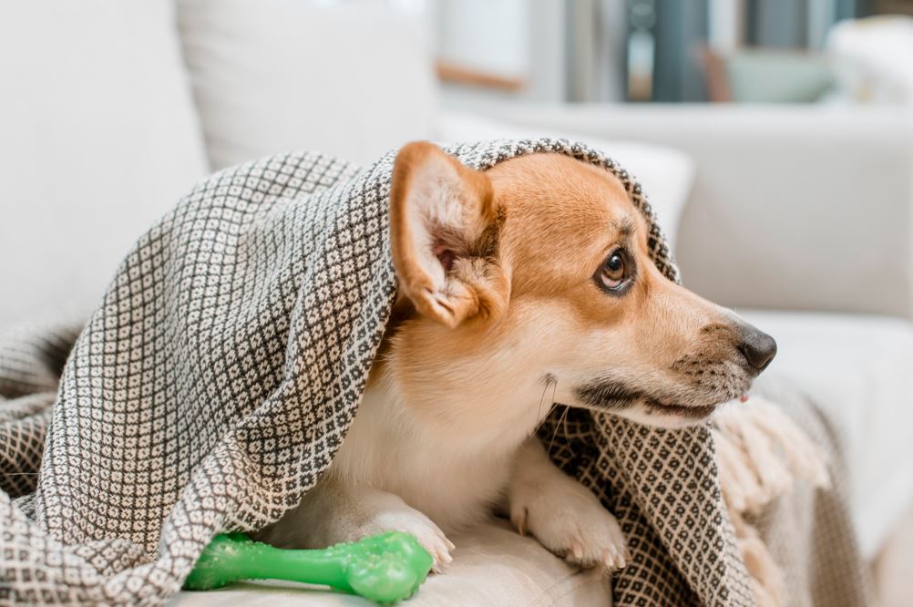 Gripe en perros: principales síntomas y cuidados | Belina