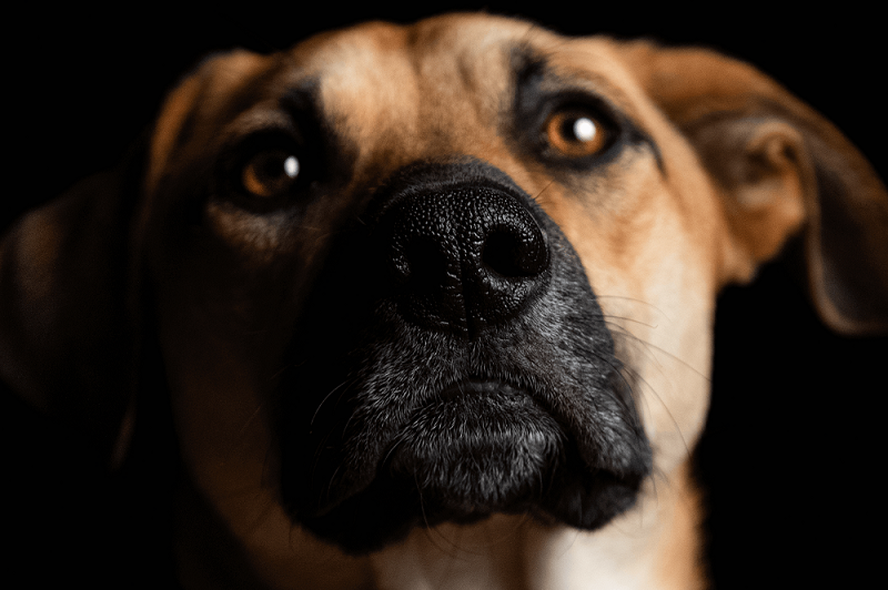 ¿De qué color ven los perros?: una mirada a su visión | Belina