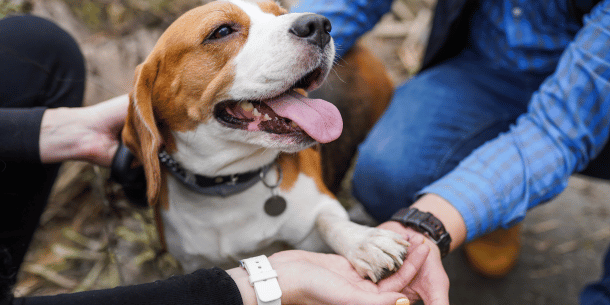 Animales de compañía: cuídalos como merecen | Belina
