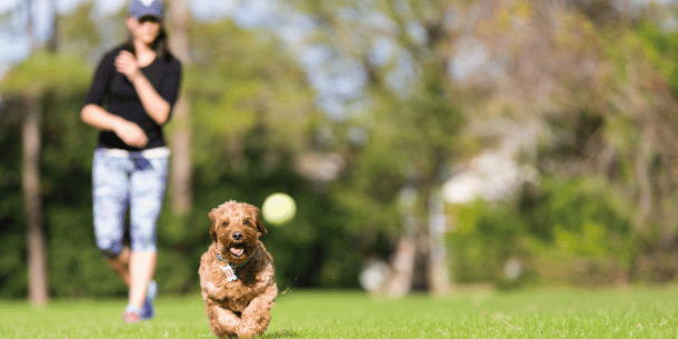 Juegos para perros: diviértete con tu mejor amigo | Belina
