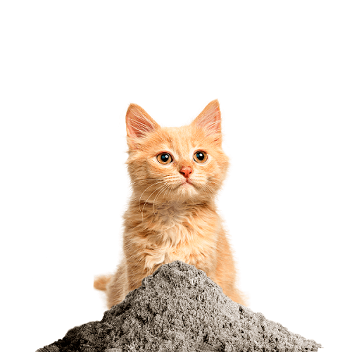 Arena ecológica para gatos: salud felina I Belina