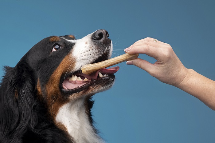 Premios para perros: bocados saludables y deliciosos | Belina