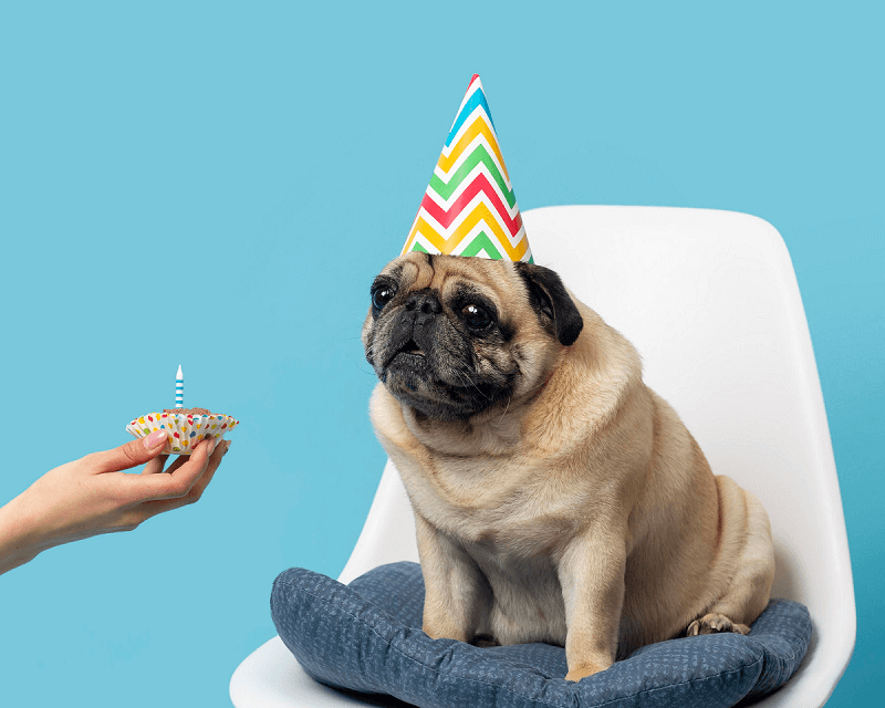 Fiesta para perros: organiza un cumpleaños inolvidable | Belina