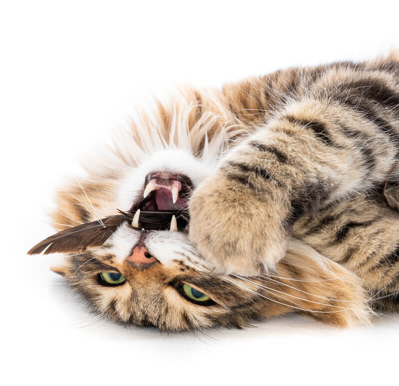 Agresividad en gatos: entiende su comportamiento | Belina